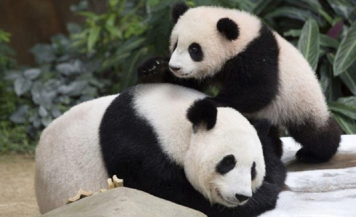 The expansion work of Chengdu Giant Panda Breeding Research to be completed The expansion work of Chengdu Giant Panda Breeding Research to be completed 