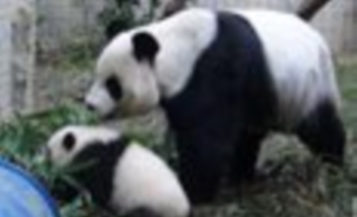 Baby giant panda Yuan Zai to meet the public soon in Taipei