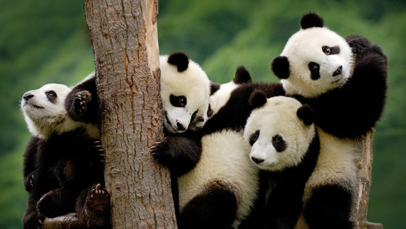 Cuidar a los Osos Panda