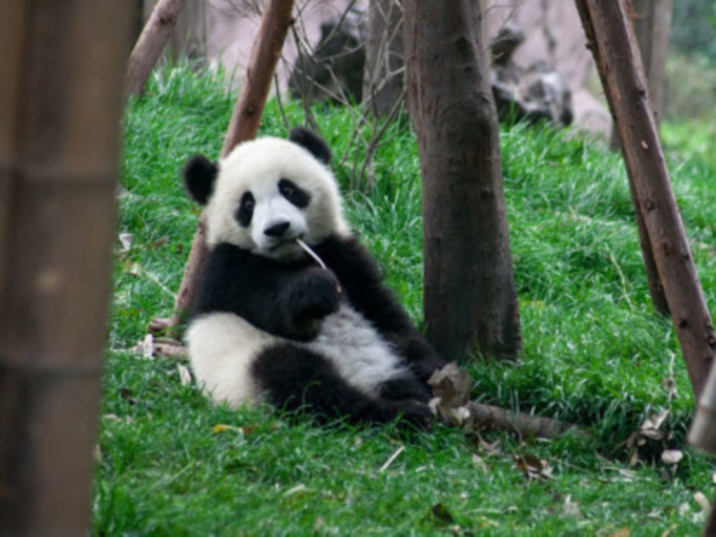 Críatero de Oso Panda de Chengdu