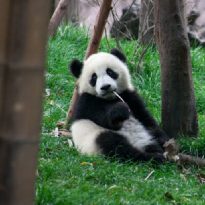 Críatero de Oso Panda de Chengdu