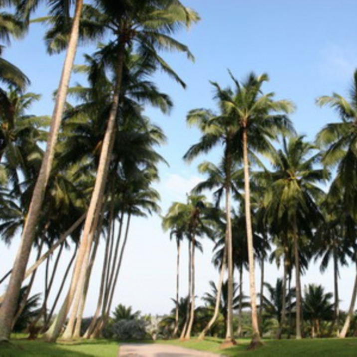 Dongjiao Coconut Plantation