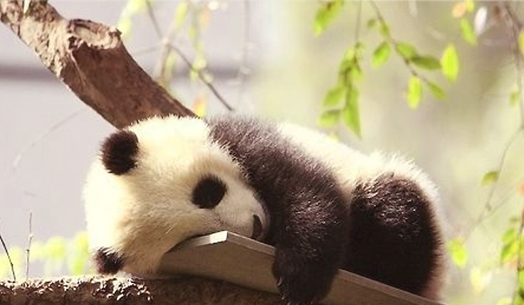Trésor mignon de la Pronvice du Sichuan