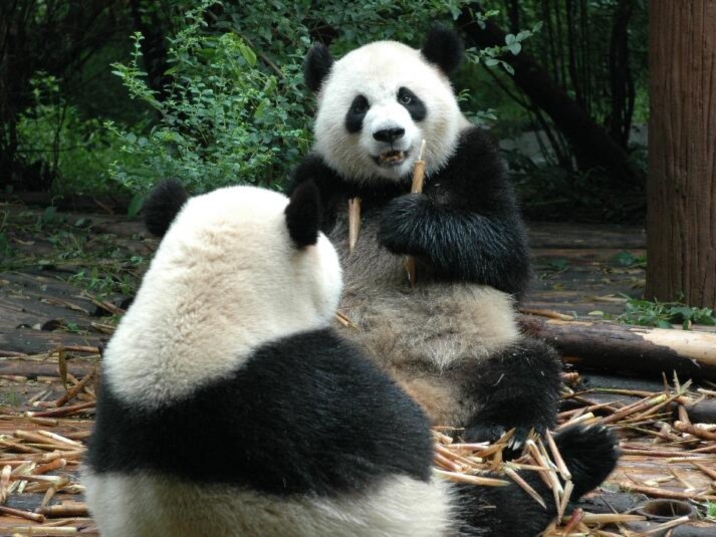 China Giant Panda, Cute National Treasure 