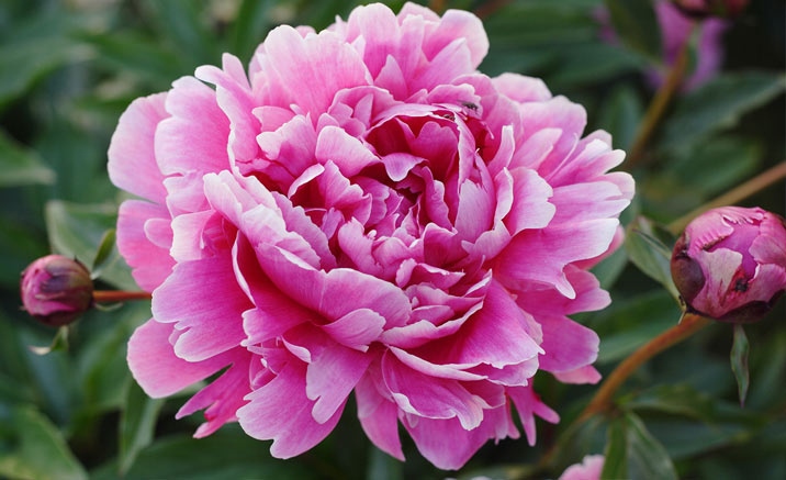 Peony Festival 