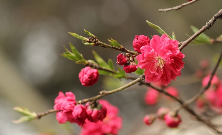 Guilin Peach Blossom Festival