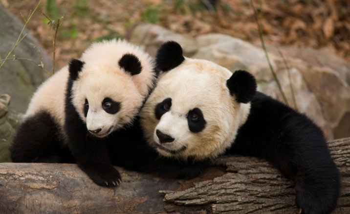 pandas in Macao open to public