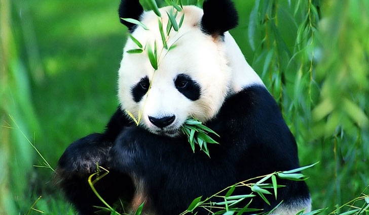 Chengdu panda tour