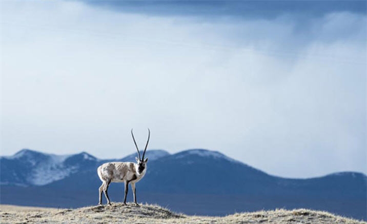 Kekexili in Qinghai to apply for UNESCO heritage next year