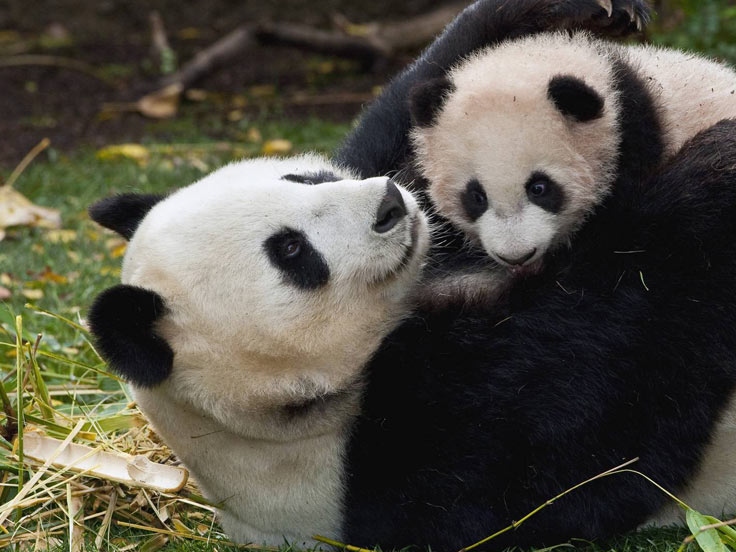 China Panda Adventure Family Tour 