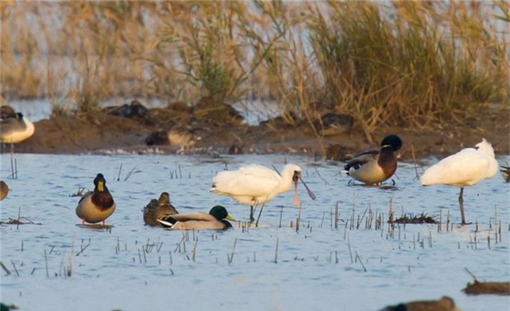 Rare birds return to Chongming Island in Shanghai