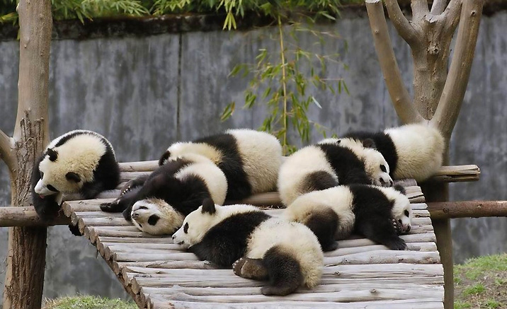 Province du Sichuan : Itinéraires touristiques pour observer les pandas géants dans la nature