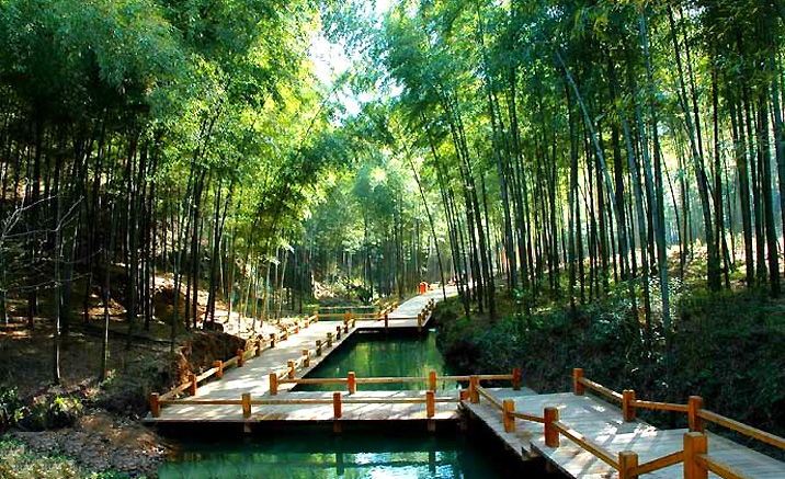 Forêts de bambous du delta du fleuve Yangtsé