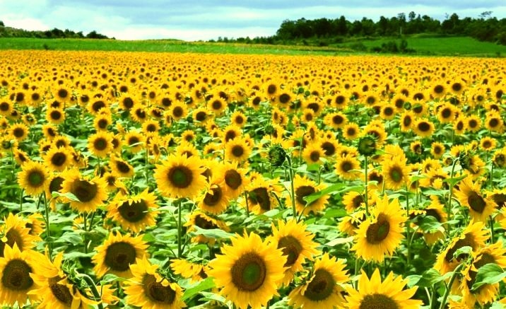 Sunflowers
