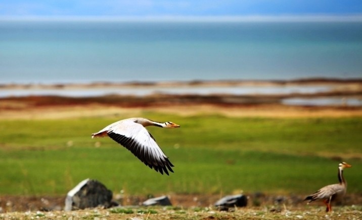 Qinghai Lake