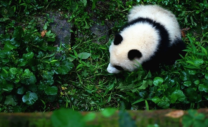 Chengdu, le parc sino-français à thème « panda géant » à construire