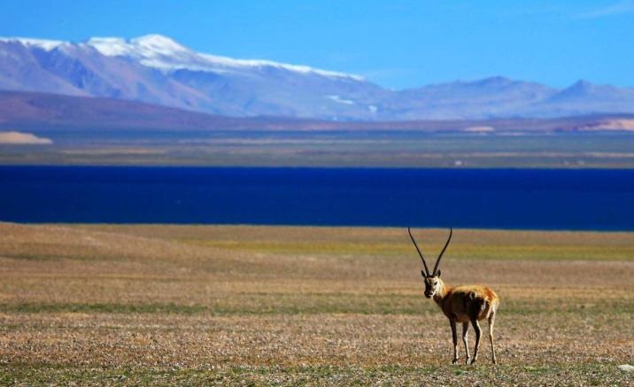 Tibetan nature reserve dismantled the pasture fences
