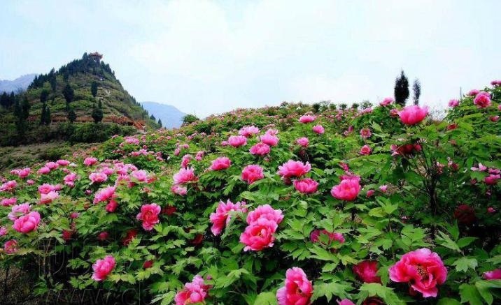 Chongqing Dianjiang Huaxia Peony Garden opens