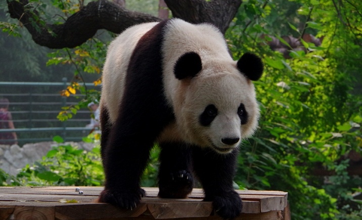 Beijing Zoo launches online service