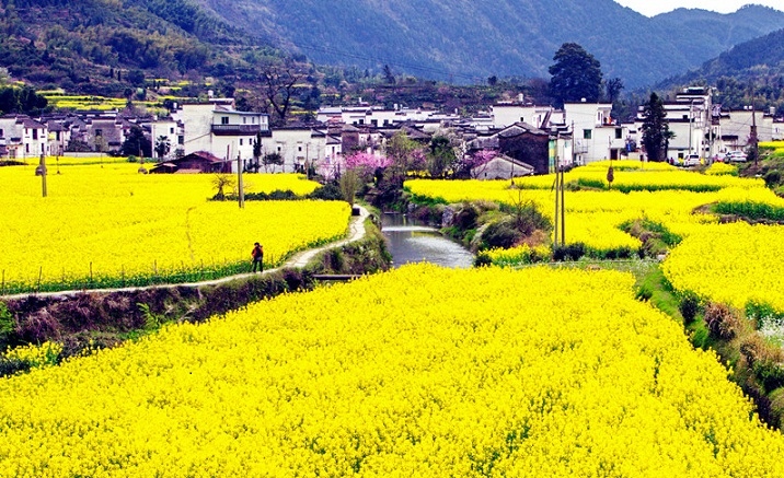 The Second Rape Flower Tourism and Culture Festival opens in Wuyuan