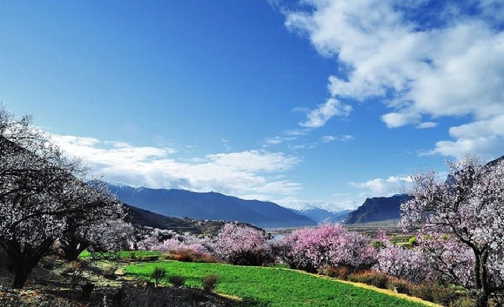 Tibet Nyingchi Peach Blossom Festival to open on April 2