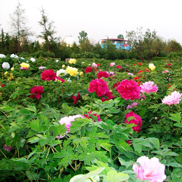 National Flower Park of China