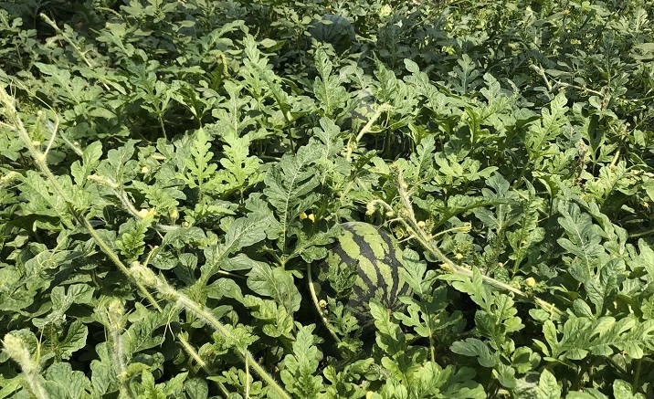 The 32nd Beijing Daxing Watermelon Festival opens