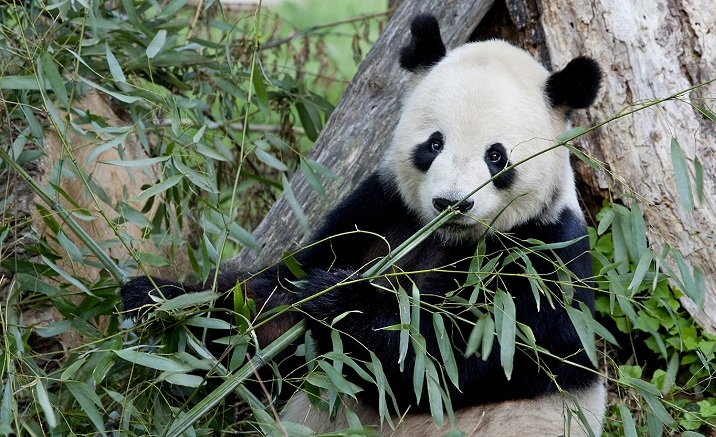 Giant Panda National Park to be completed by the end of 2020