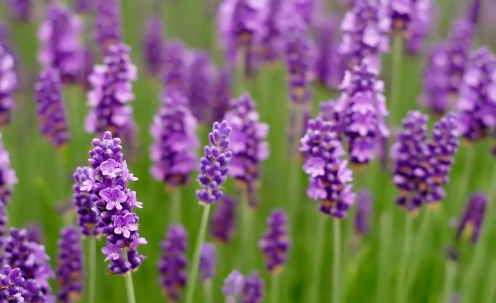 The 4th Shanghai Lavender Festival opens