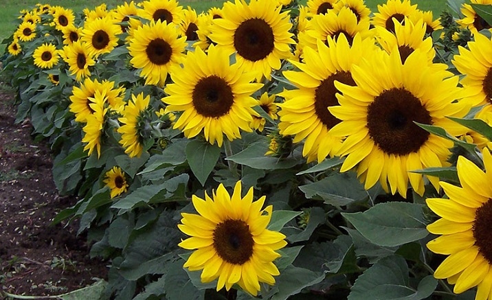 Sea of sunflowers in Chongqing
