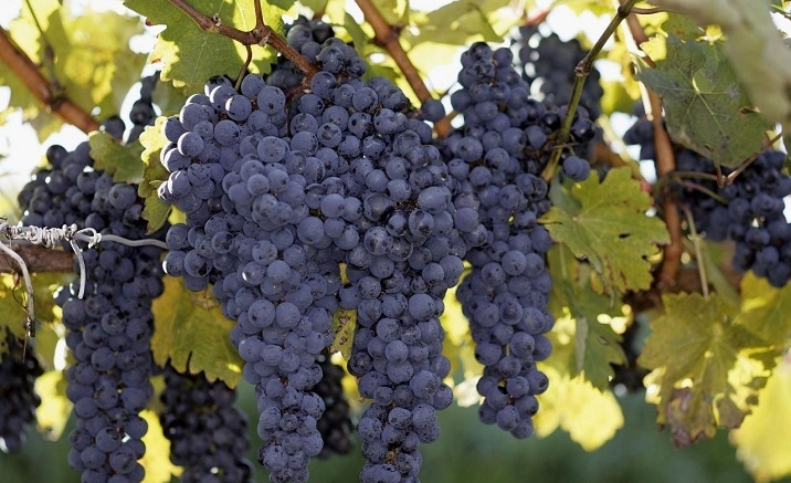 The Second Fujian Ningde Grape Picking Festival opens