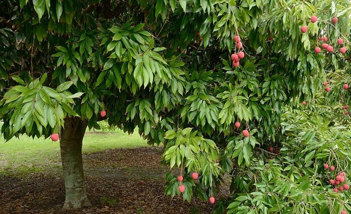 Welcome to Sichuan Hejiang Lychee Festival