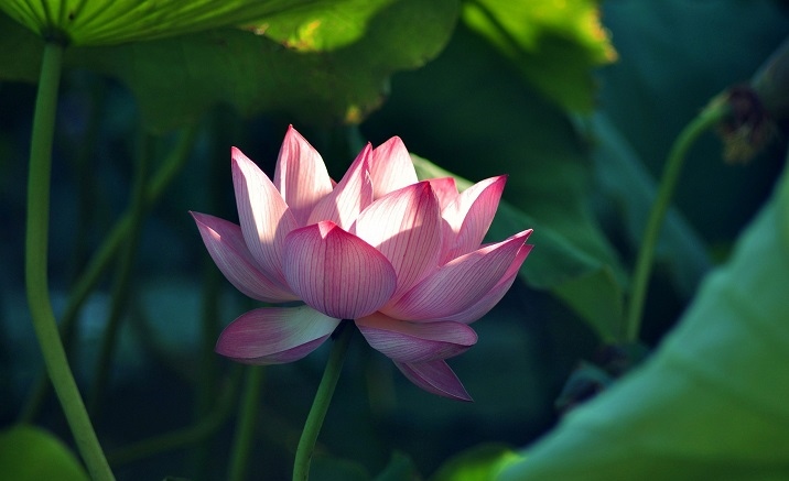 Lotus Festival opens in Kunming Green Lake Park