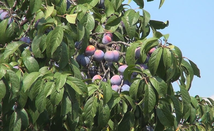 The 11th Chongqing Dianjiang Plum Picking Festival opens