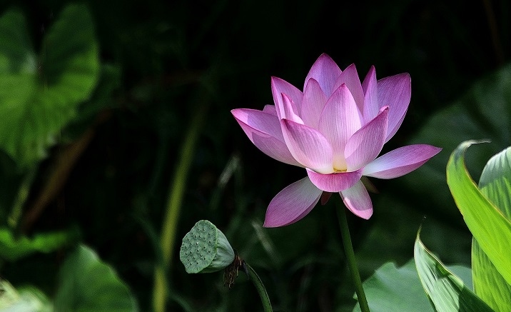 The 4th Lotus Festival opens in Changde’s Anxiang County