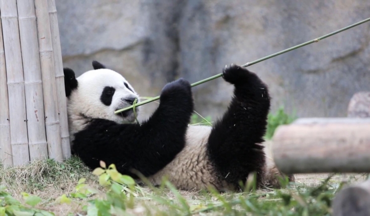 Pandas Géants du Sichuan