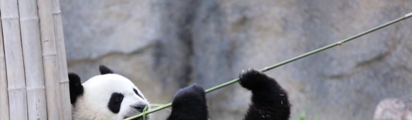 パンダ満喫　成都4日間