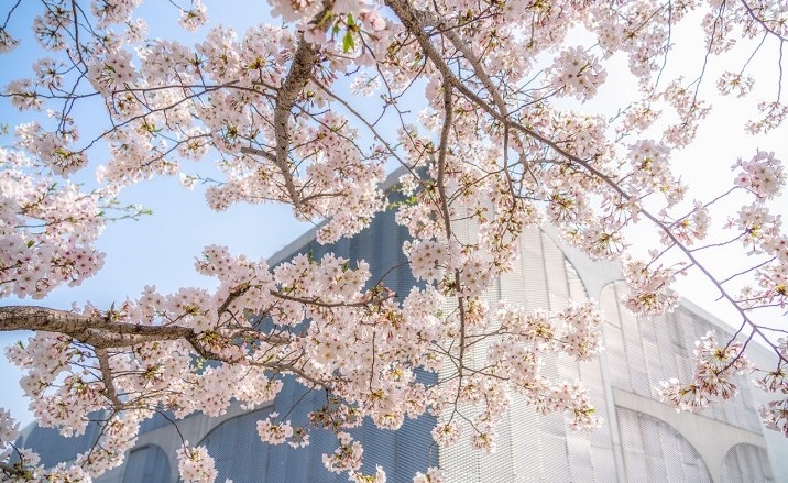 2026 Shanghai Cherry Blossom Festival kicks off with night viewing