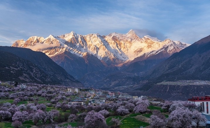 23rd Nyingchi peach blossom festival to kick off in Xizang