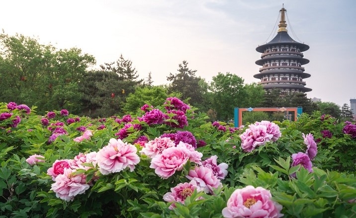 43rd Luoyang peony culture festival to kick off on April 1