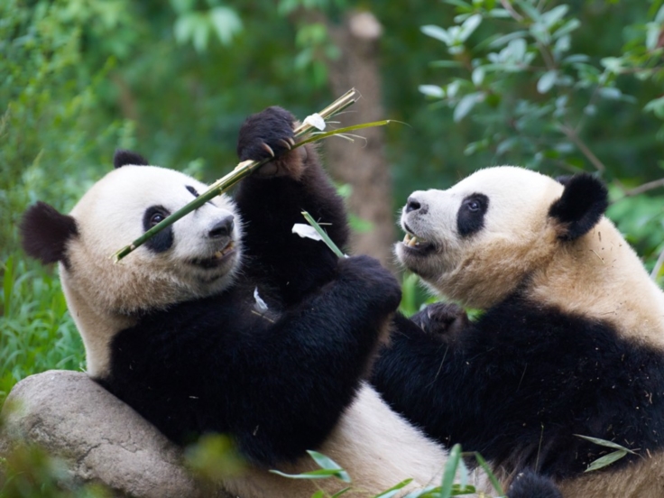 Student Tour - Beijing, Luoyang, Xi'an, Chengdu & Hainan