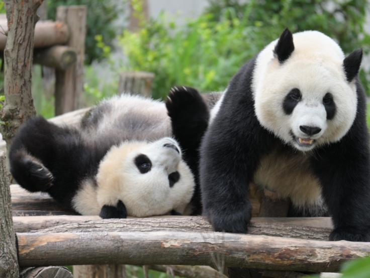 SIC-D Tour - China Best Selection with Chengdu & Leshan Discovery