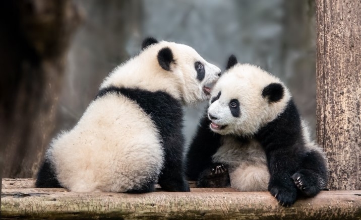 China Family Travel FAQ How to Plan the Ultimate Summer Panda Tour in Chengdu