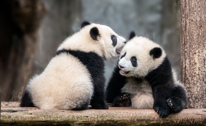 China Family Travel FAQ How to Plan the Ultimate Summer Panda Tour in Chengdu