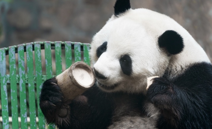 New giant panda pavilion opens at Beijing Zoo to celebrate 120th anniversary
