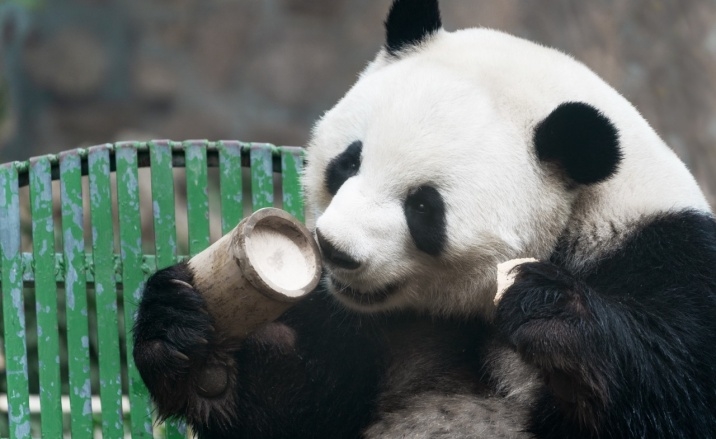 New giant panda pavilion opens at Beijing Zoo to celebrate 120th anniversary