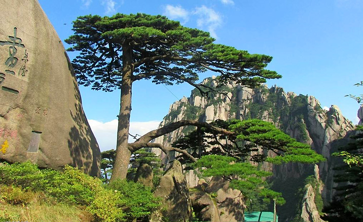 Les pins étranges des Monts Huangshan
