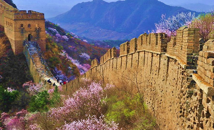 Festival de Fleur d'Abricot à la Grande Muraille de Jinshanling (ville de Chengde, province du Hebei)