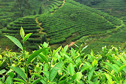 Plantation de thé Longjing