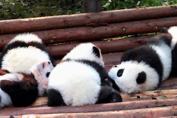 Centre de reproduction des pandas géants